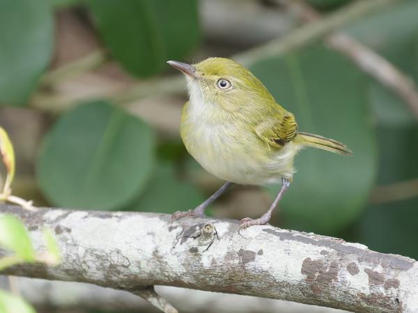Groenrugtodietiran (Hemitriccus nidipendulus)